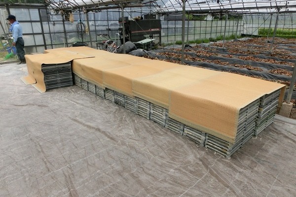 2015/05/23 大楠　種蒔き