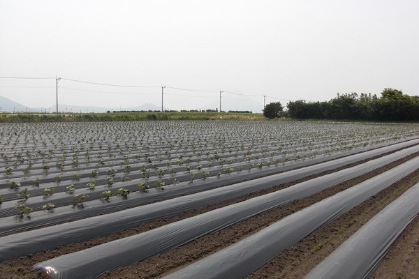 2012/05/12 開聞芋植え
