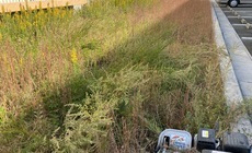 2020.11/01 明星寺団地草刈り奉仕作業