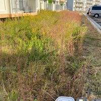 2020.11/01 明星寺団地草刈り奉仕作業のサムネイル