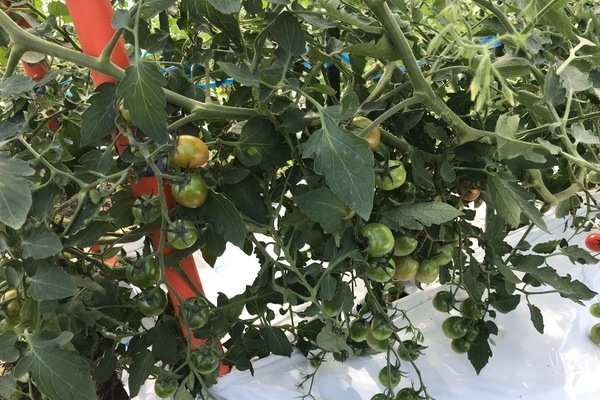 2018/10/18 八代Oさん農園のトマト