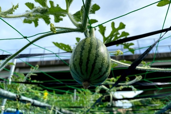 2020/07 大雨で試験農場水没