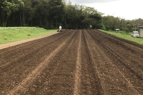 2019/04/26 筑前町A法人生姜植え付け