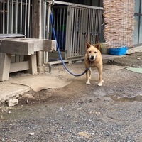 2020/09/12 深谷市O農場トマト定植のサムネイル