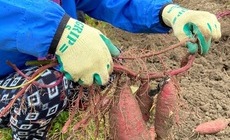 2020/11/07 東京から収穫体験