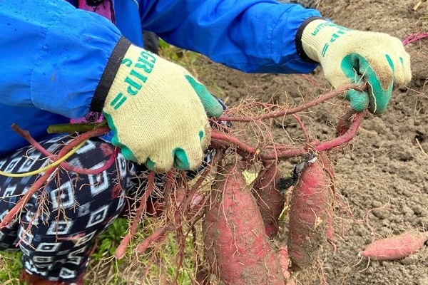 2020/11/07 東京から収穫体験