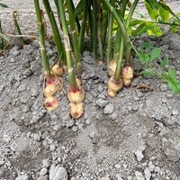 2020/11/07 東京から収穫体験のサムネイル